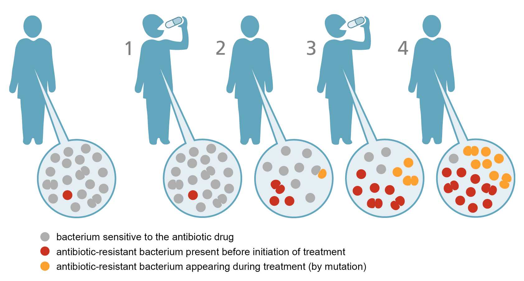 Tomar antibiotico sin comer